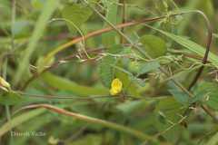 Atylosia scarabaeoides